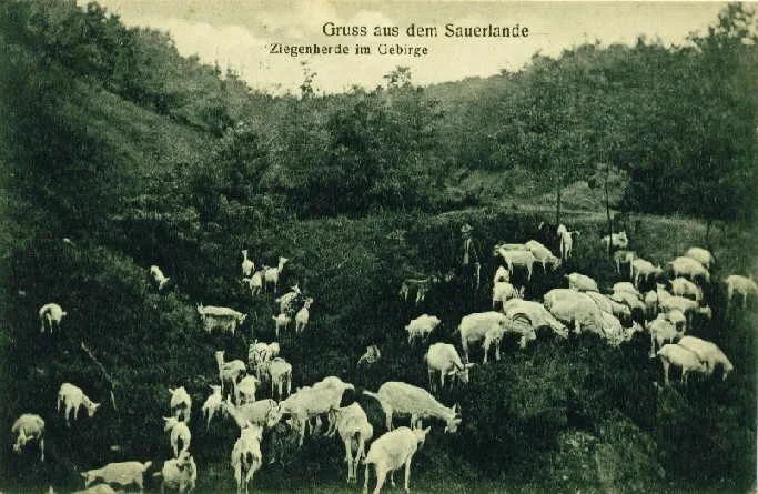 Die Ansichtskarte zeigt eine Ziegenherde mit Schäfer und Hund.