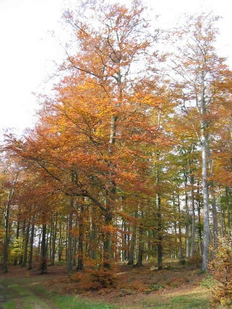 Herbstlicher Wald